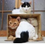 Варианты домиков для кошек